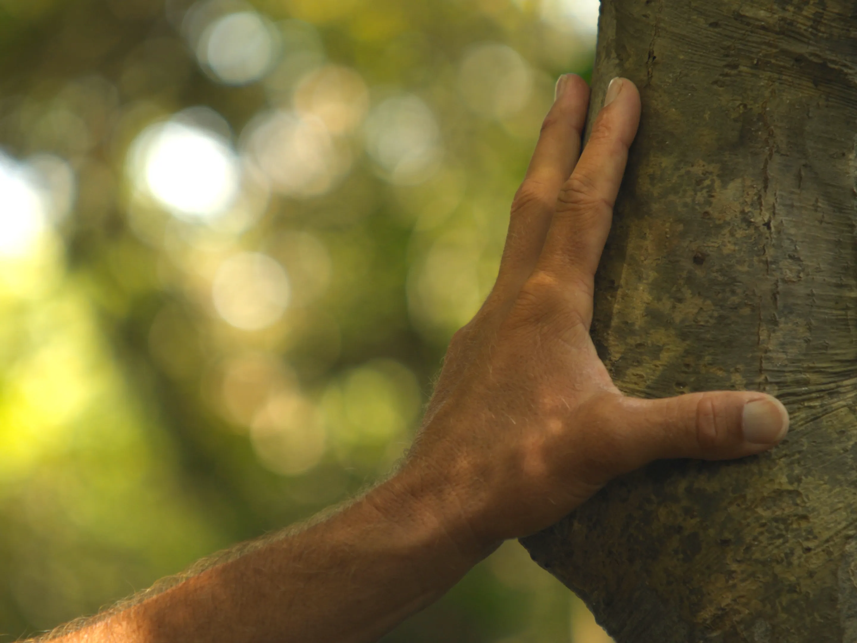 Dylan's hand on a tree