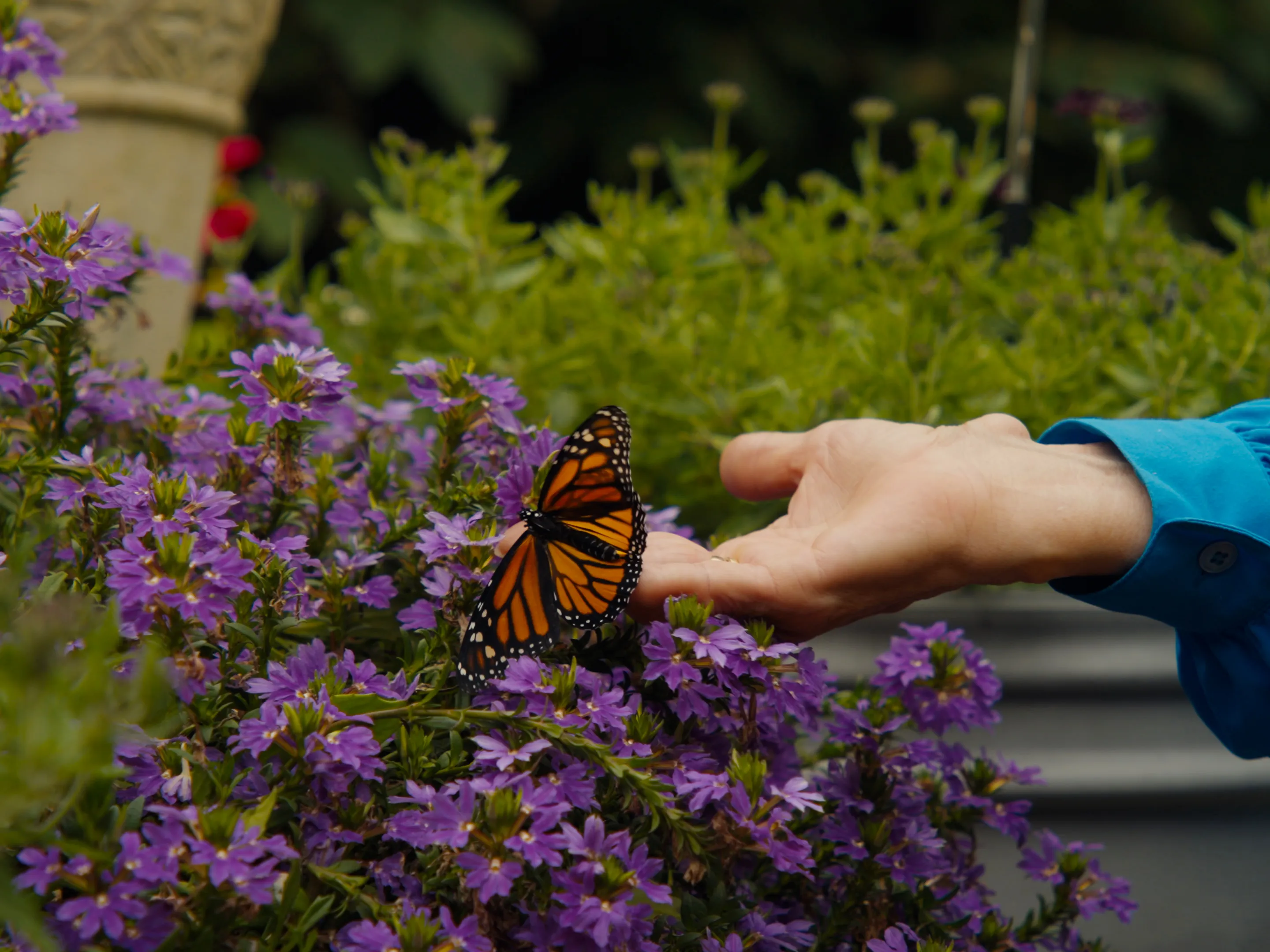 Margeret's hand and a butterfly